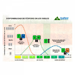 Disponibilidad de Fosforo