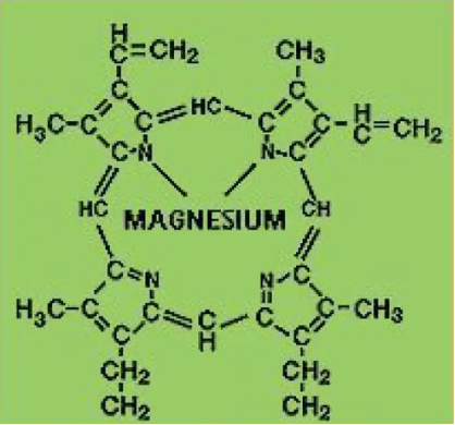 Importancia del magnesio en la nutricion de plantas, magnesio en la nutricion de plantas, nutricion de plantas, magnesion nutricion plantas, quimint
